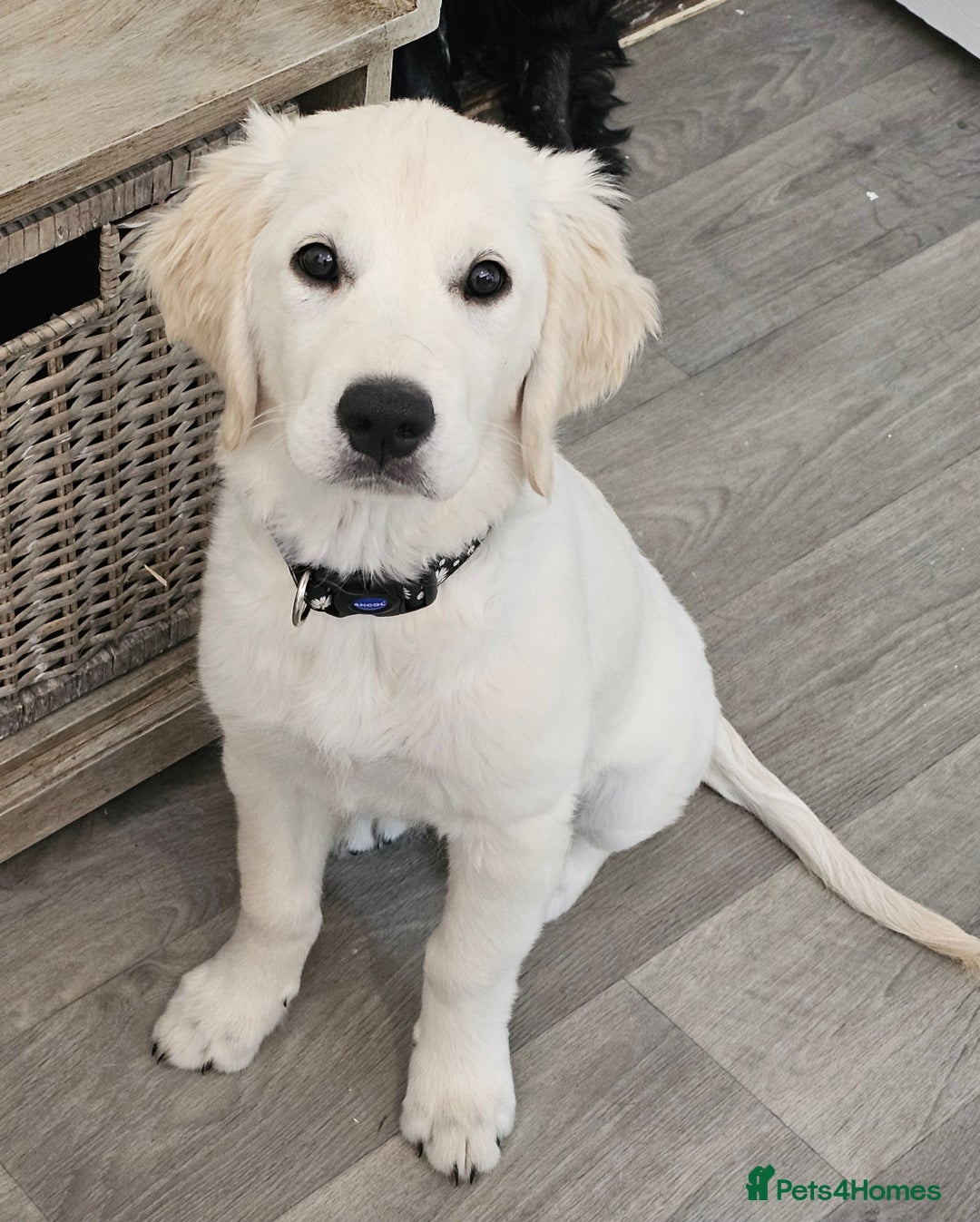 Golden Retriever dogs for sale: Flo my beautiful retriever  - Image 2
