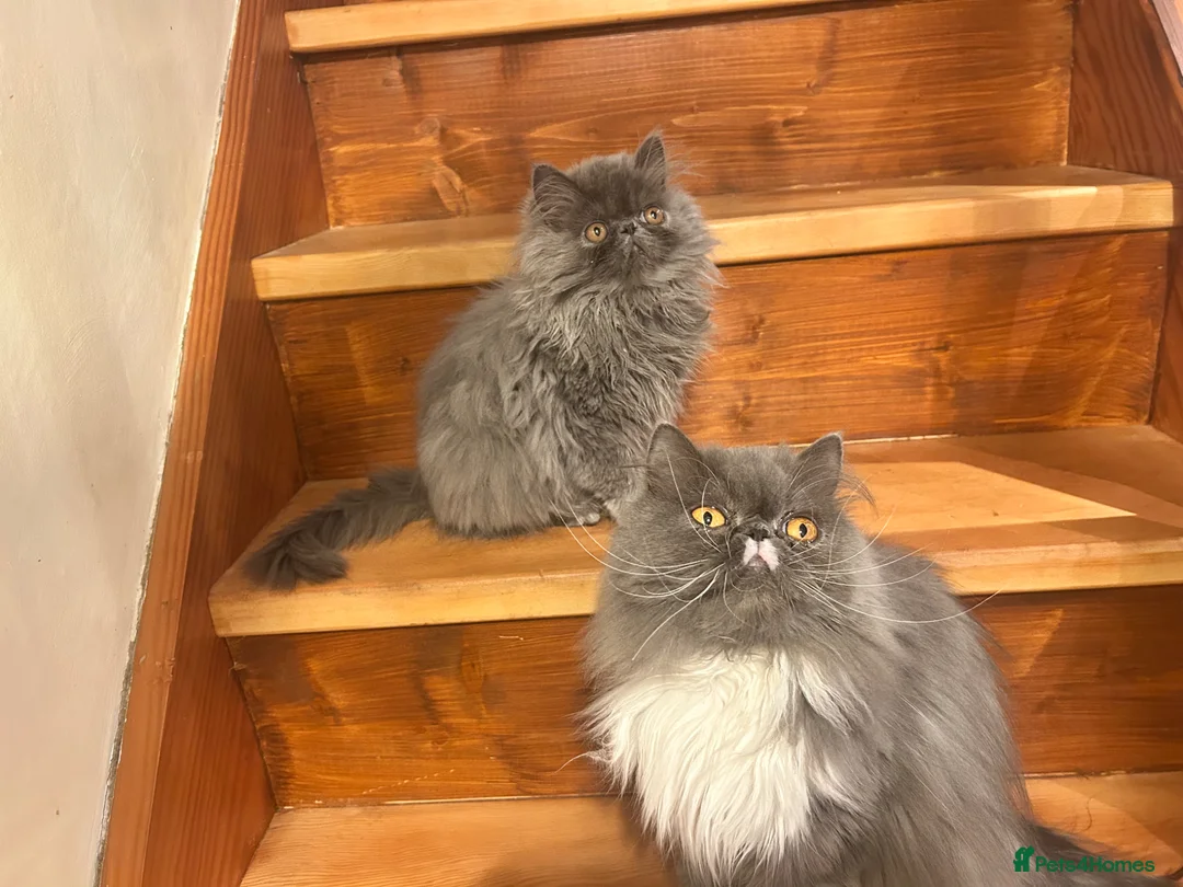 Persian cats for sale: Registered Pedigree solid blue Persian Kitten - Advert 2