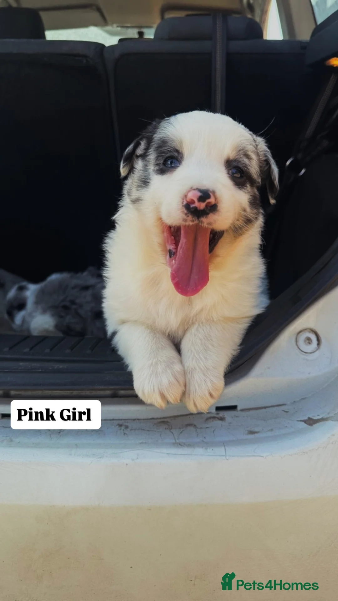 Border Collie dogs for sale: Beautiful blue merle girl  - Advert 2
