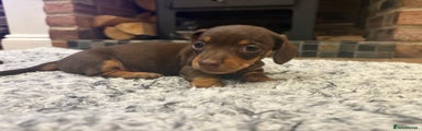 Dachshund Puppy 5
