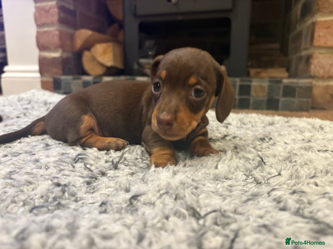 Dachshund dogs for sale: Dachshunds for Sale - Advert 13