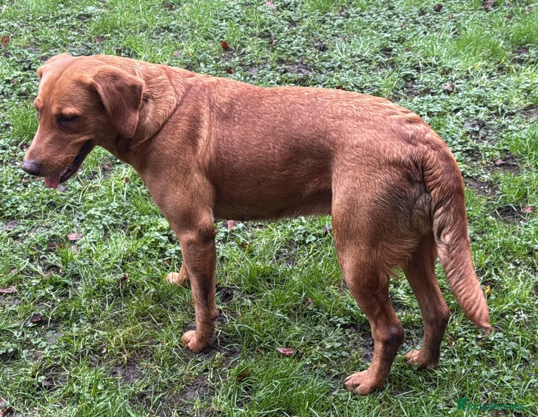 Goldador dogs for sale: BORN FROM HIP, ELBOW AND DNA PERFECT PARENTS - Advert 22