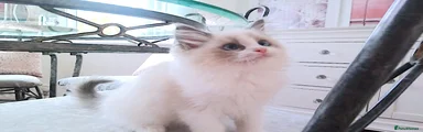 Ragdoll 2