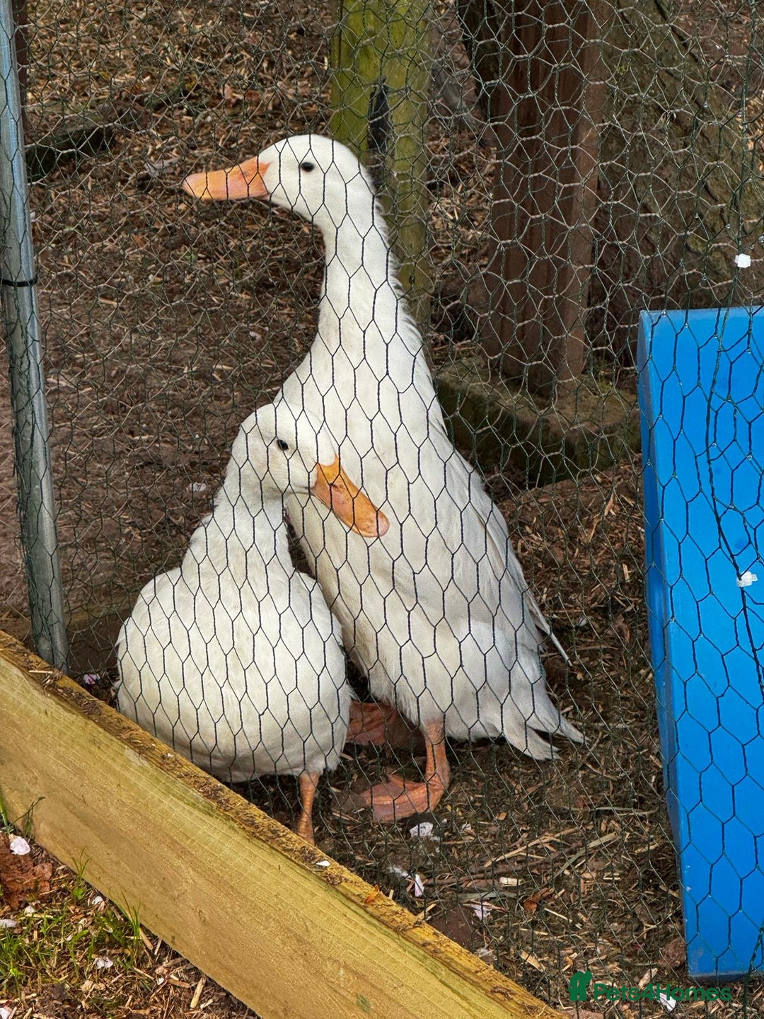 Ducks poultry for sale: Pair of Cherry Valley Ducks - Image 2