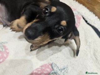 Dachshund dogs Dachshund pups - Advert 2