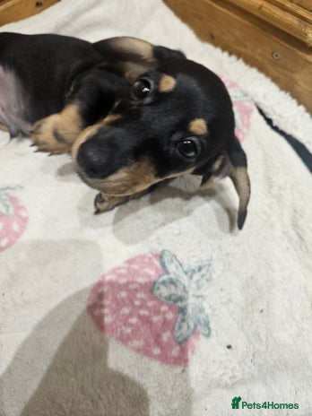 Dachshund dogs Dachshund pups - Advert 1