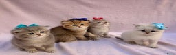 British Shorthair cats for sale: 💕 Pedigree GCCF blue golden British shorthair - Advert 8