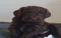 Australian Labradoodle dogs for sale: Health-tested Australian Labradoodle puppies - Image 25