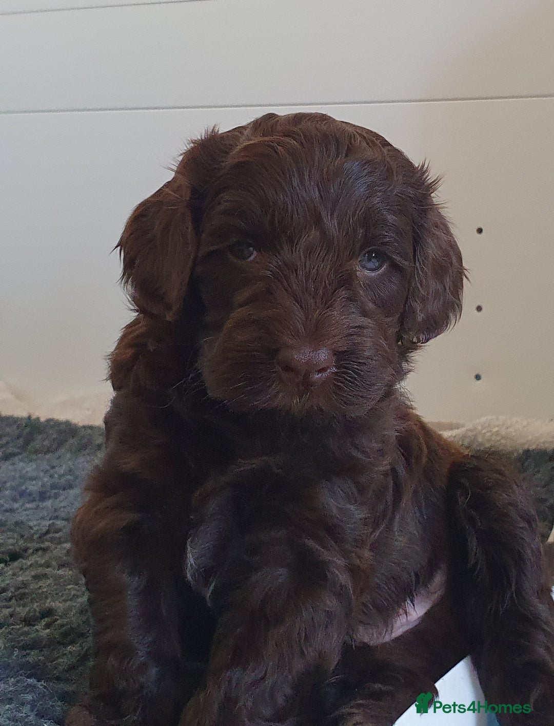 Australian Labradoodle dogs for sale: Health-tested Australian Labradoodle puppies - Image 25