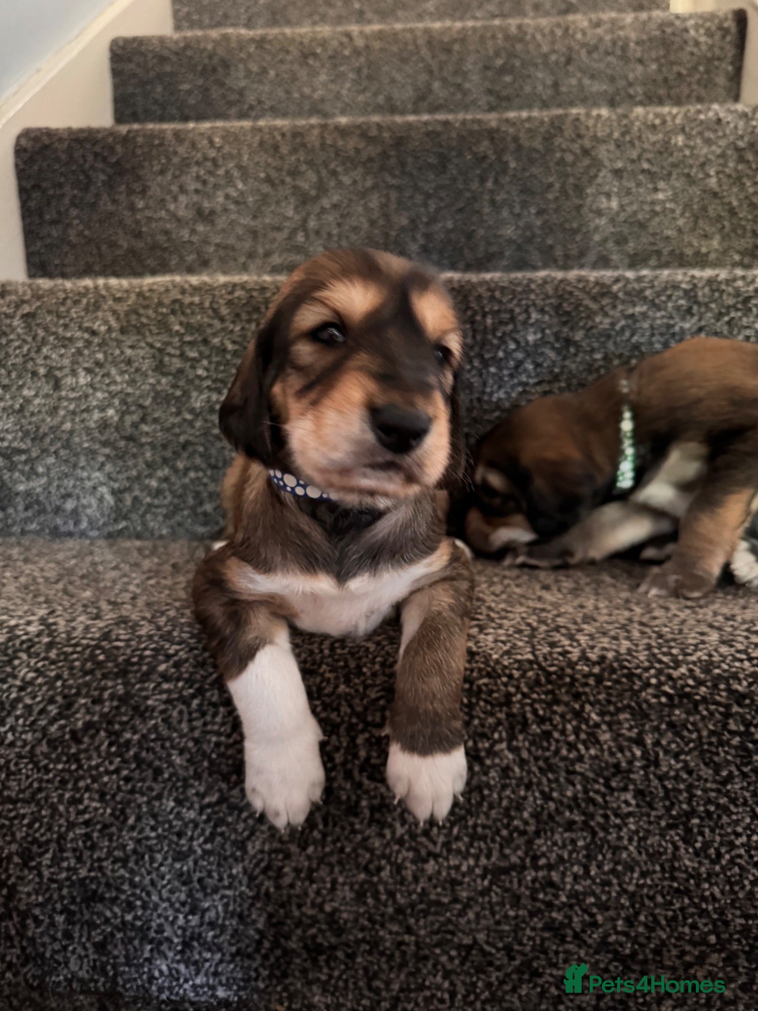 Saluki dogs KC male saluki puppies  - Advert 4