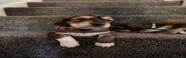 Saluki 1