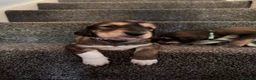 Saluki dogs for sale: KC male saluki puppies  - Advert 1