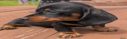 Miniature Dachshund dogs for sale: Quality KC/ PRA clear Miniature Dachshund Puppies  - Advert 8