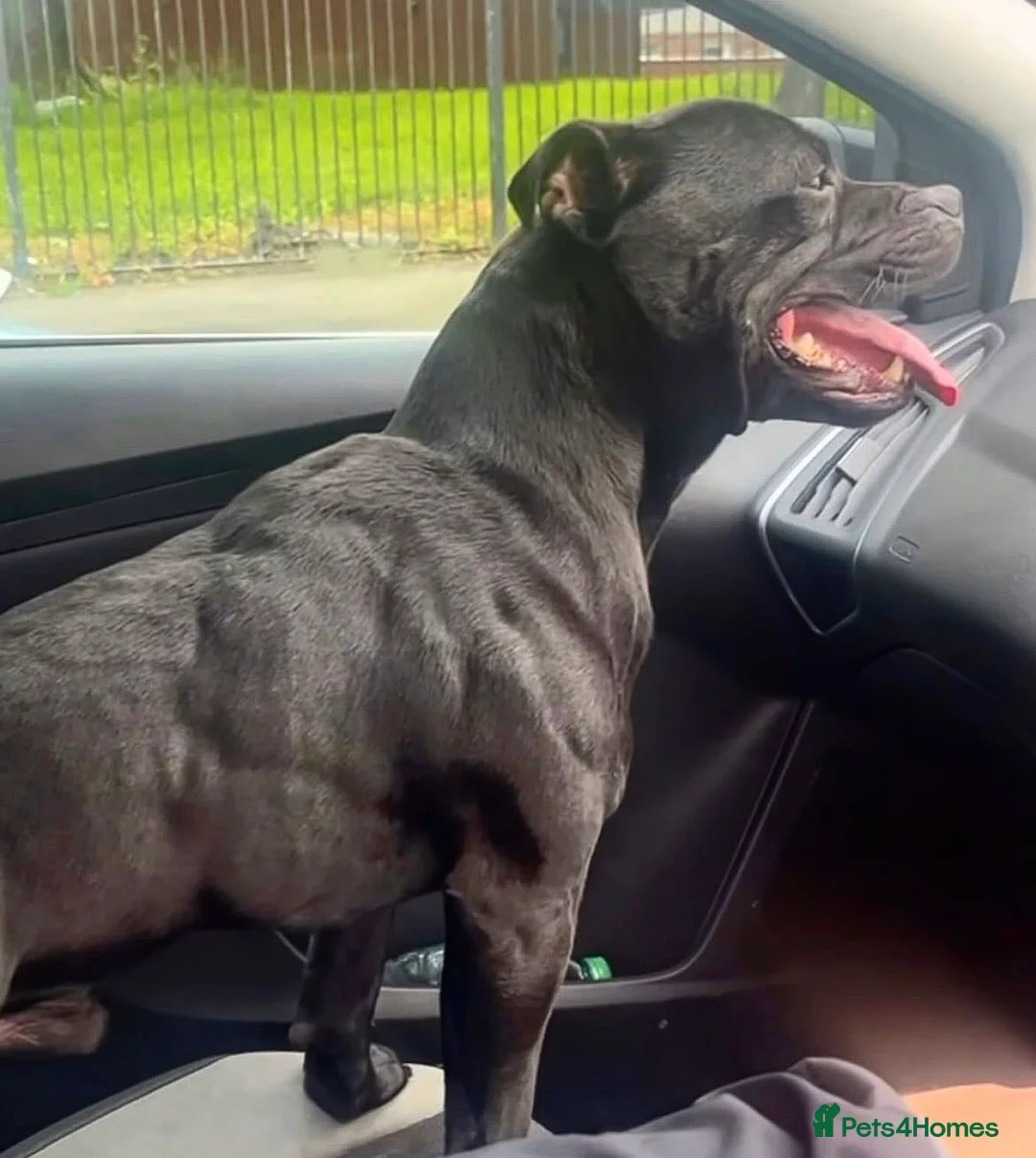 Staffordshire Bull Terrier dogs for stud: *ULTIMATE STUD PACKAGE DEAL* KASSIUS BEST UK BLACK in Manchester - Advert 4