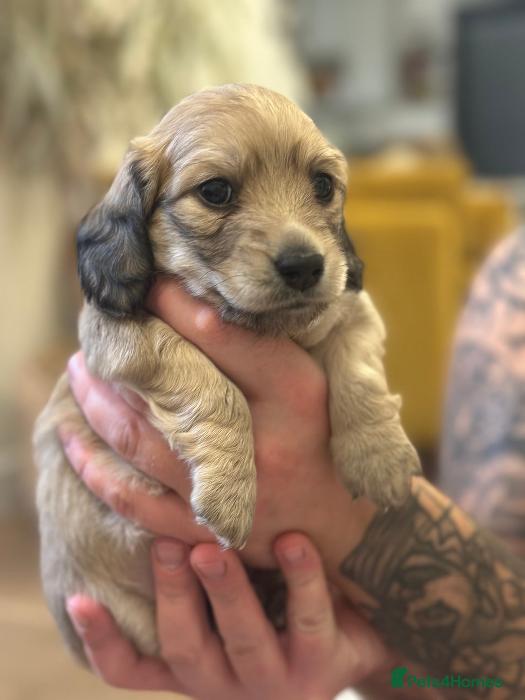 Miniature Dachshund dogs for sale: Long haired miniature shaded cream dachshund  - Advert 5