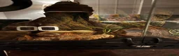 Frog reptiles for sale: Juvenile strawberry pacman frog with full set up in Middlesbrough - Advert 4