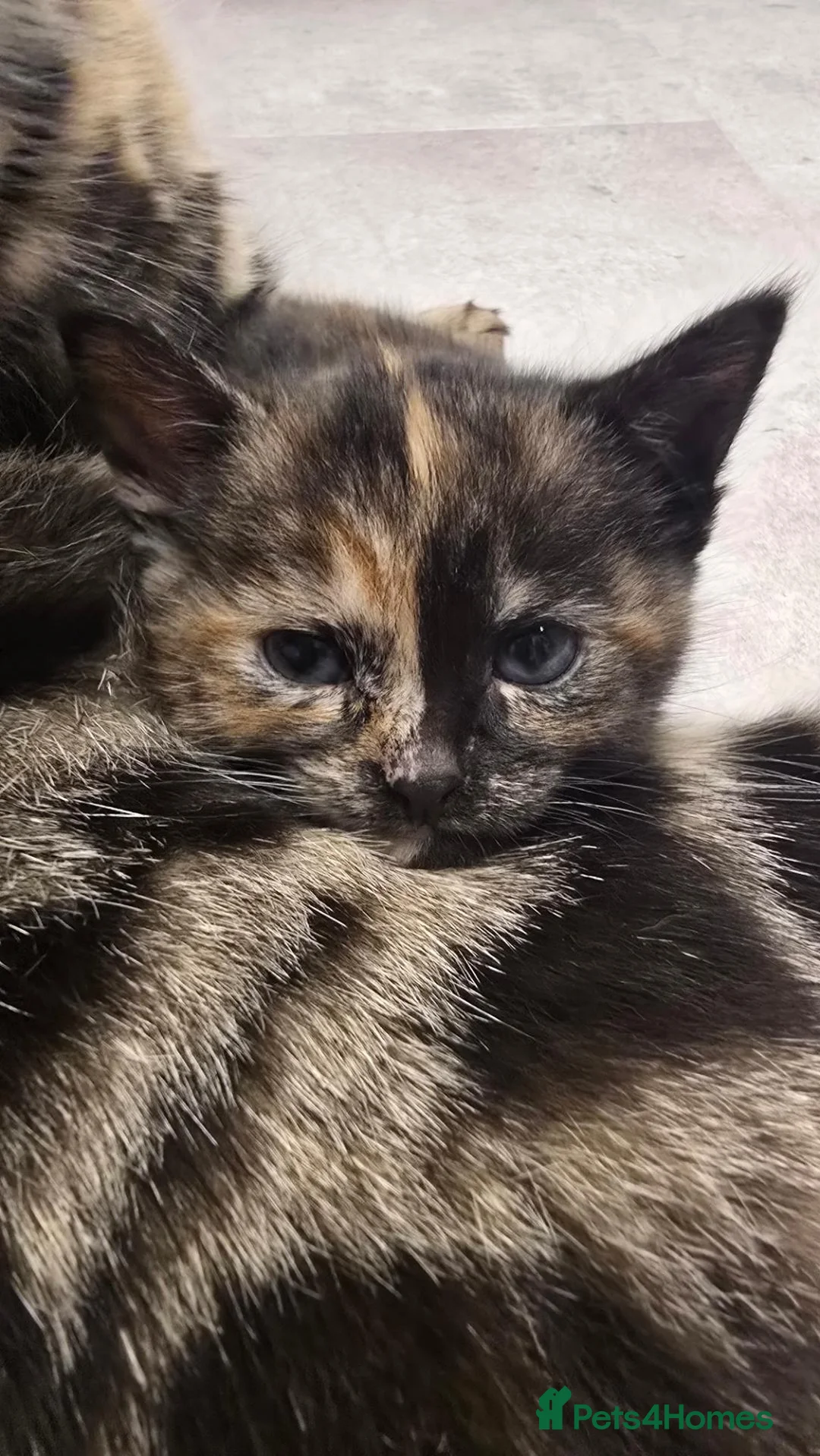 Mixed Breed cats for sale: Beautiful little girl  - Advert 2