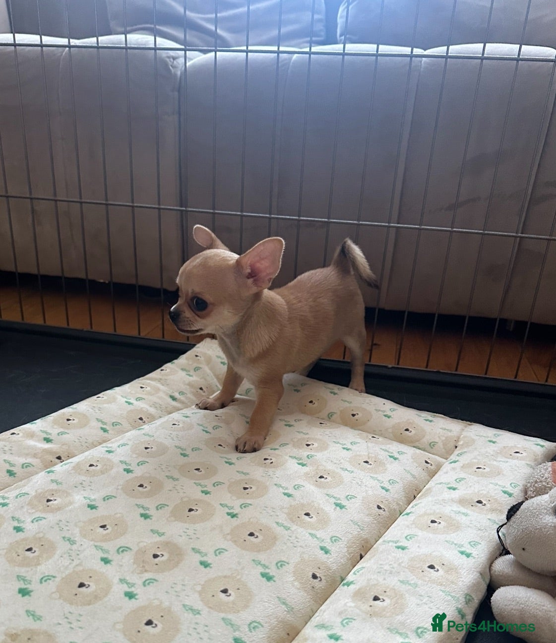 Chihuahua dogs  1 Gorgeous Brown Male pup left - Advert 1