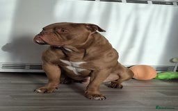 American Bully dogs for sale: American bully - Advert 1
