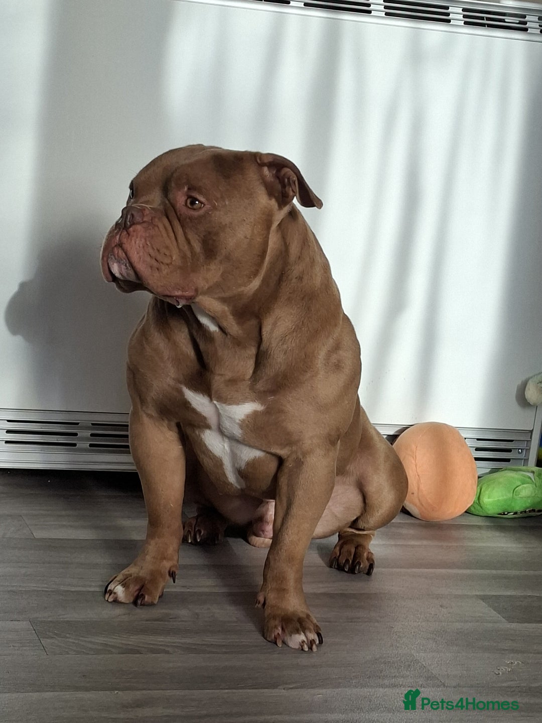 American Bully dogs for sale: American bully - Advert 1