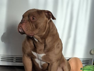 American Bully dogs for sale: American bully - Advert 1