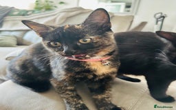 British Shorthair cats for sale: Little Tortoise Girl looking for forever home  - Image 2