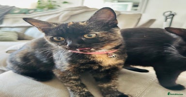 British Shorthair cats - Advert 8