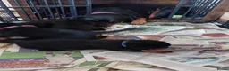 Rottweiler dogs for sale: KC  REGISTERED Chunky bold pups - Advert 11