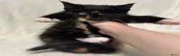 Maine Coon cats for sale: Gorgeous multi coloured half maine coon babies  - Advert 19