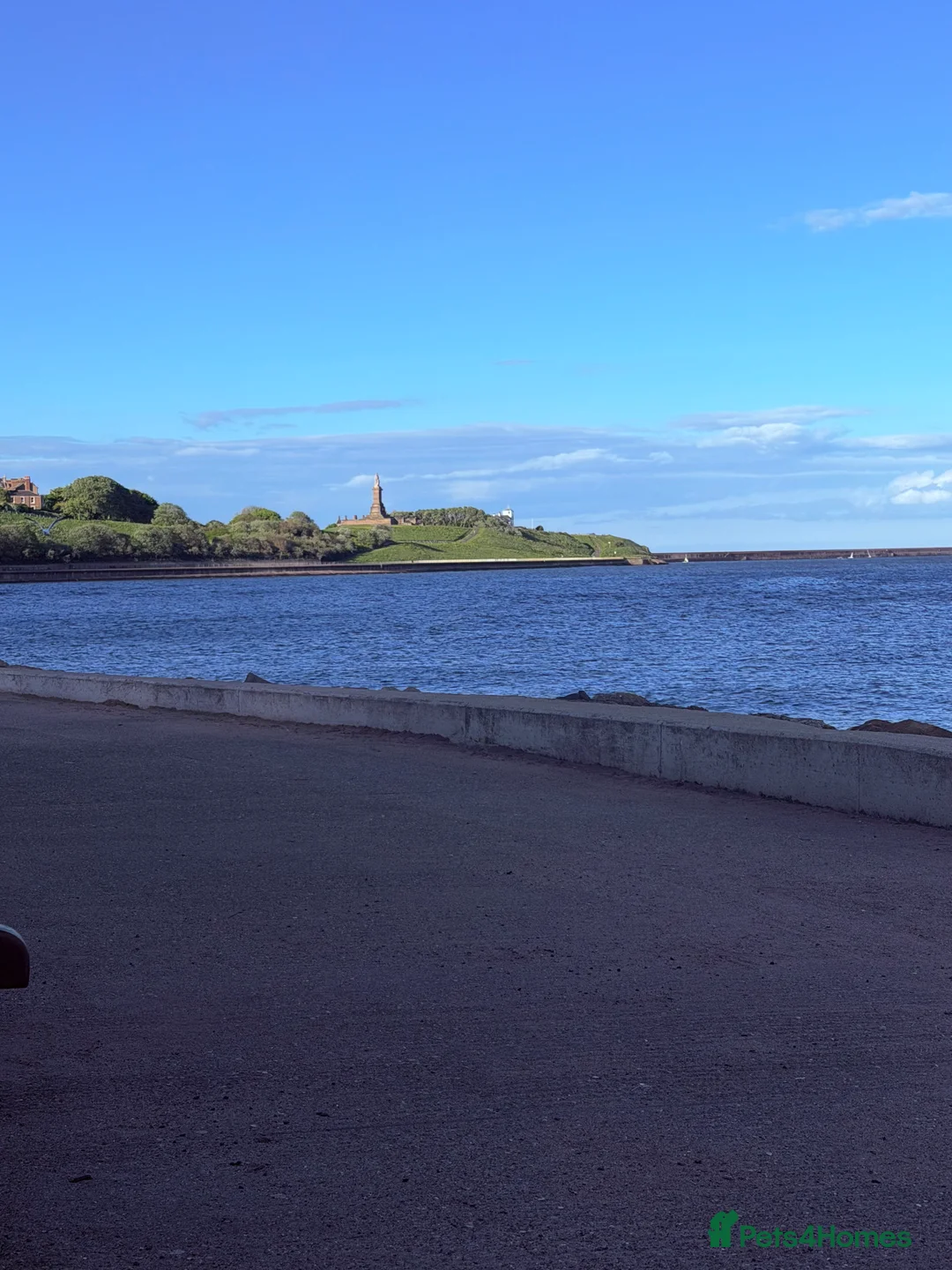 Mixed Breed dogs for sale: Marley in North Shields - Advert 2