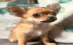 Chihuahua dogs for sale: REDUCED last long hair female pup. - Image 19