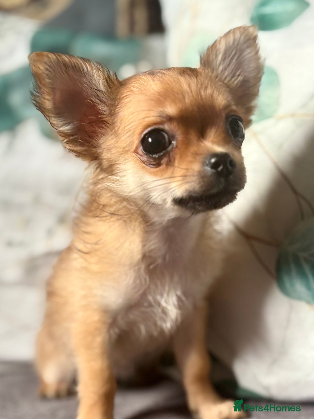 Chihuahua dogs for sale: REDUCED last long hair female pup. - Image 19