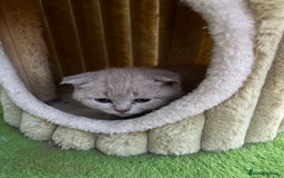 British Shorthair cats for sale: Four tiny heart-stealers looking for loving home - Image 15