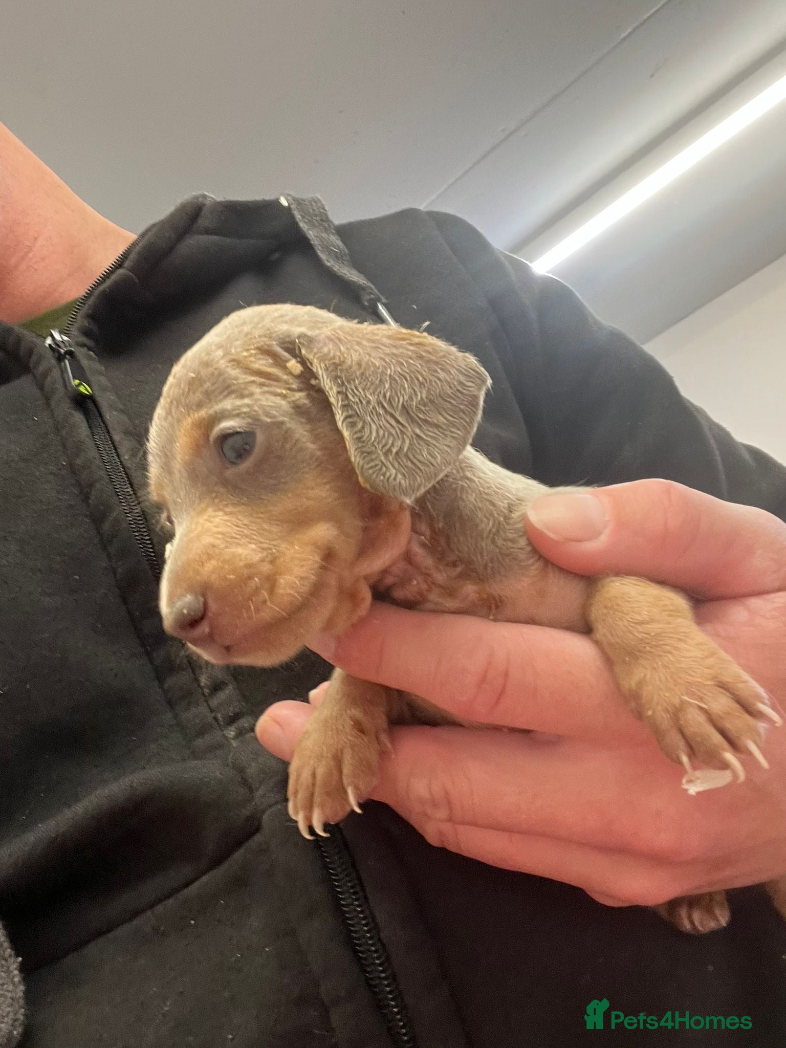 Miniature Dachshund dogs ⭐️🐾1 BOY LEFT💖💙KC REG💙💖🐾⭐️5 star breeder   - Advert 1