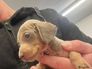 Miniature Dachshund dogs ⭐️🐾1 BOY LEFT💖💙KC REG💙💖🐾⭐️5 star breeder - Advert 1