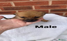 Mixed Breed dogs for sale: Jack Russel cross Pomeranian puppy’s  - Image 11