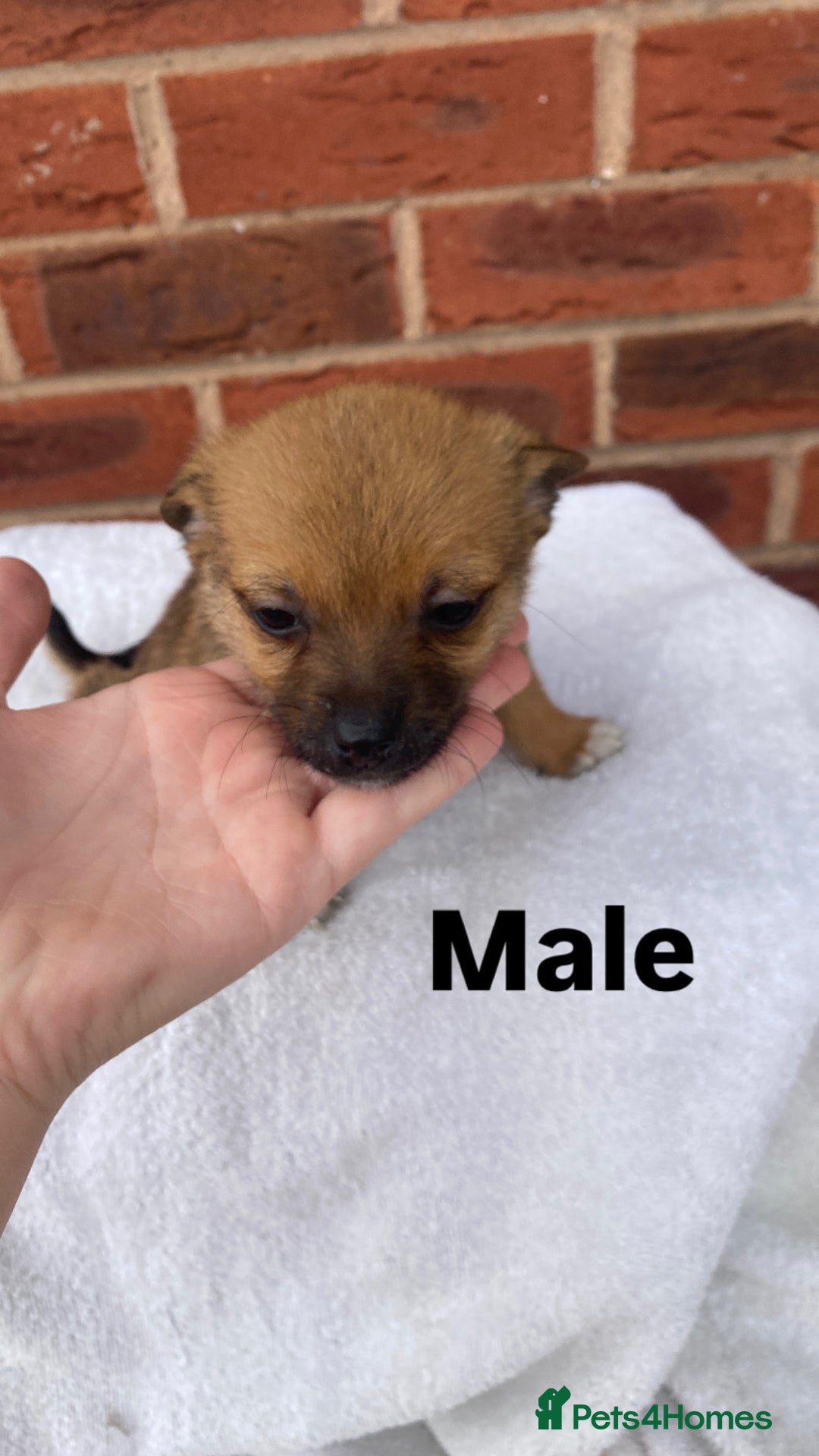 Mixed Breed dogs for sale: Jack Russel cross Pomeranian puppy’s  - Image 11