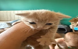 Mixed Breed cats for sale: 3 male kittens looking for new homes  - Image 5