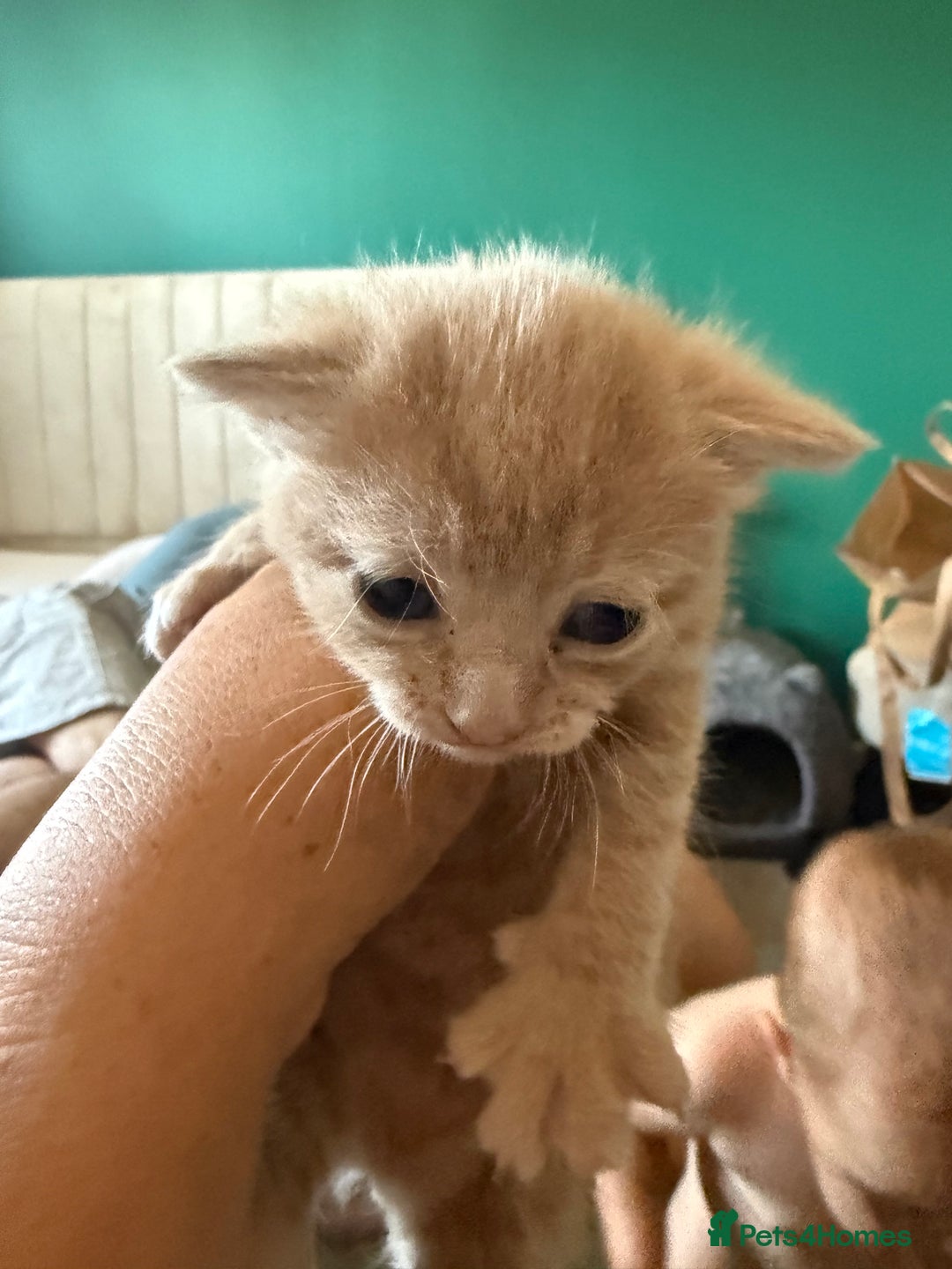Mixed Breed cats for sale: 3 male kittens looking for new homes  - Image 5