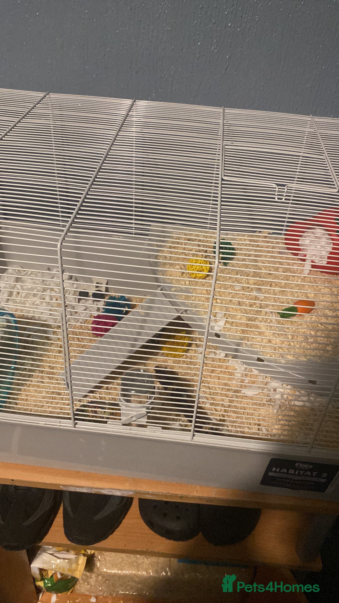 Hamster rodents for sale: Hamster and cage/ essentials for sale  - Advert 6