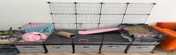 Guinea Pig rodents for sale: 4months, female, inc cage & accessories - Advert 6