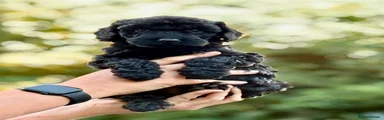 Cockapoo 4