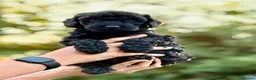 Cockapoo dogs for sale: Beautiful cockapoo pups for sale - Advert 4