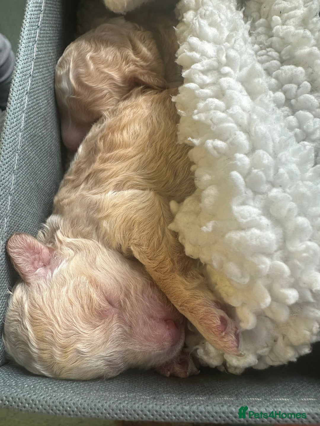 Miniature Poodle dogs for sale: Gorgeous pure bred miniature poodles - Advert 13