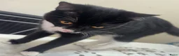 American Shorthair cats for sale: Female  in Manchester - Advert 8