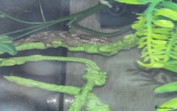 Gecko reptiles for sale: Gargoyle gecko and full set up - Image 4
