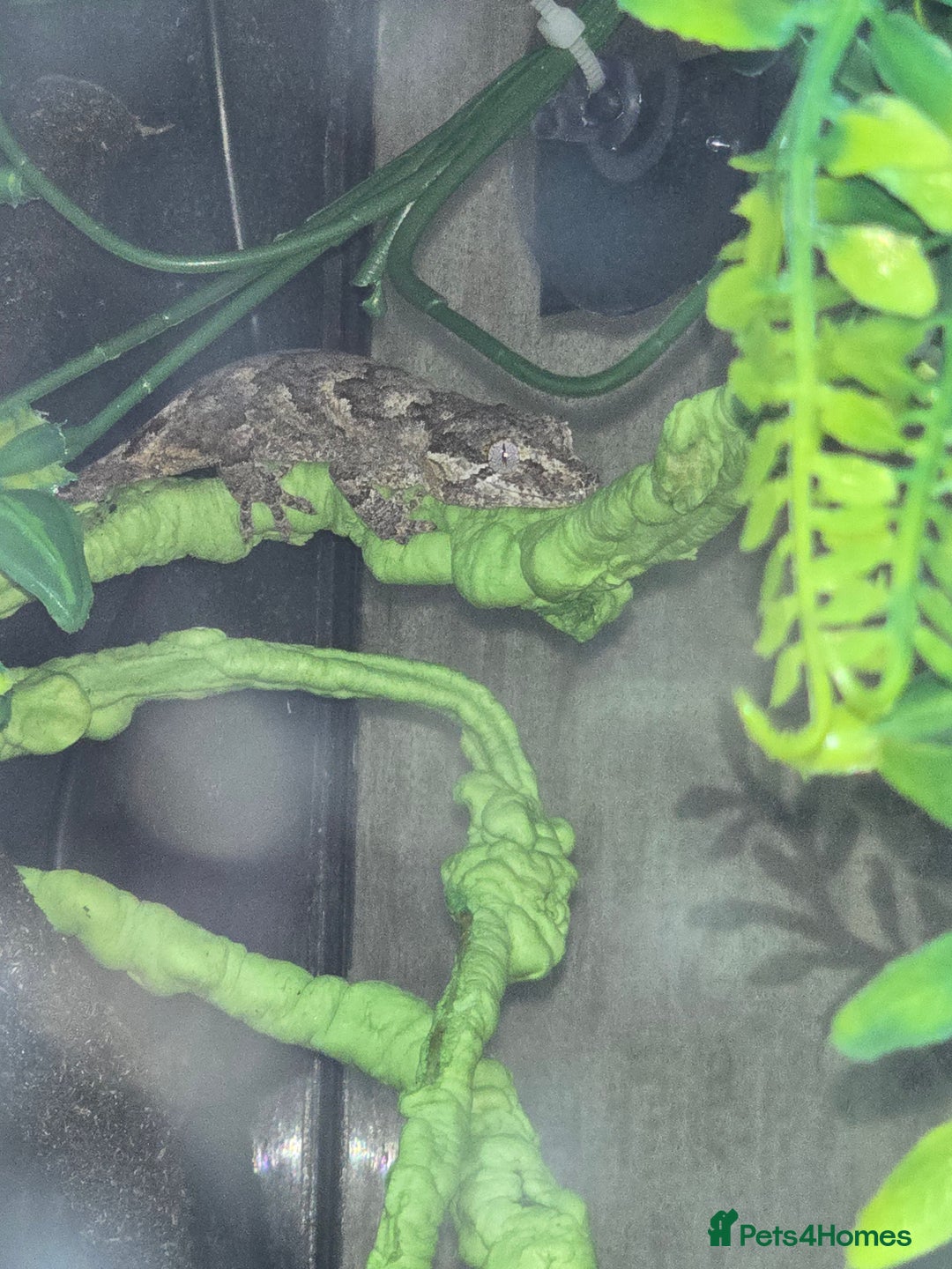 Gecko reptiles for sale: Gargoyle gecko and full set up - Image 4
