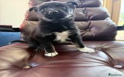 Mixed Breed dogs for sale: beautiful German shepherd x border collie puppies  - Image 6