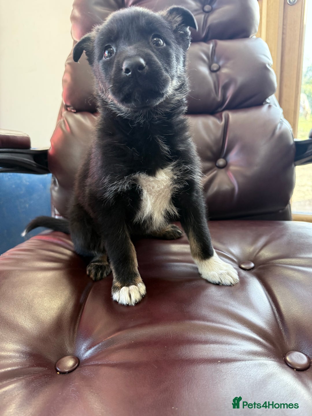 Mixed Breed dogs for sale: beautiful German shepherd x border collie puppies  - Image 6