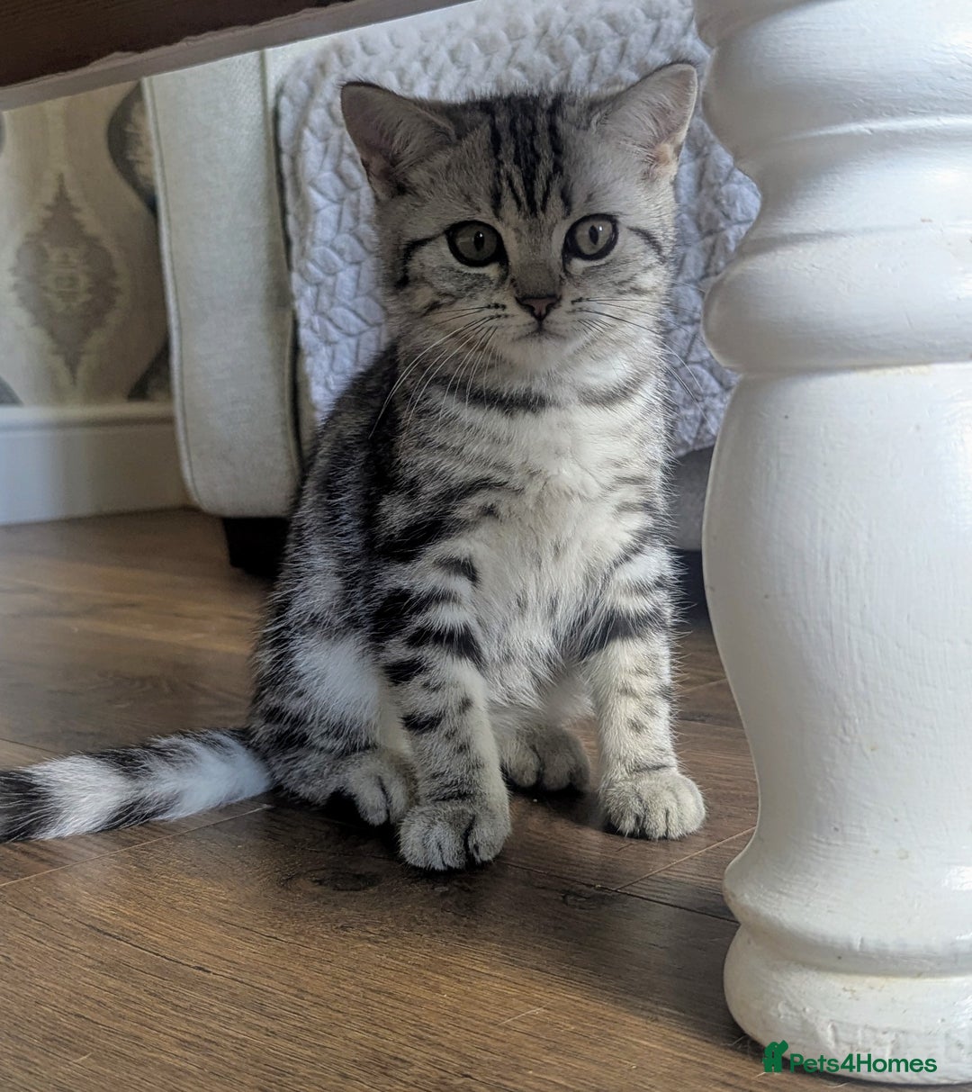 British Shorthair cats for sale: Gorgeous British shorthair silver Tabby  - Image 5